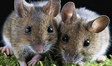 生肖鼠人未来5年的运势走向