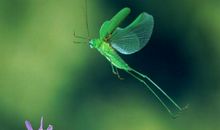 10月19日生肖运势 龙、猴、牛大吉