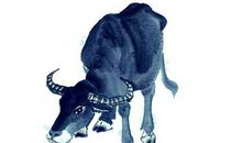 11.1号起如鱼得水，财气聚集，福禄寿三全的四生肖