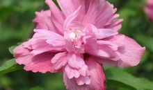 最近三天好运连连的生肖，容易赚到大财富，以后生的子女天生福命