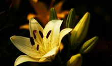 11月最后一周，把握住机缘，财源滚滚而来，气运滔天的生肖！