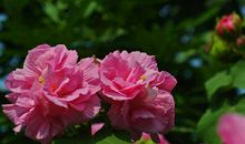 11月8号起财运旺盛，贵人运势旺盛，大财小财一起进的四属相