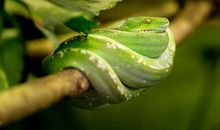 1989每属蛇一生有二婚