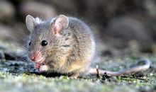 六鼠贵命指的是什么意思