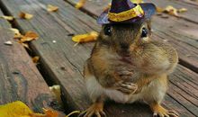 生肖鼠女人的感情弱点是什么