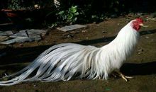 属鸡2020年破太岁如何转运