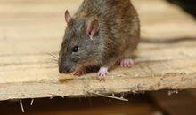 08年属鼠人的灾难年龄是几岁