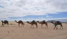 梦见单峰骆驼是什么意思