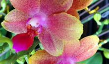 明年出门见横财，发财逃不掉的生肖，财富笔笔到，一年胜过一年