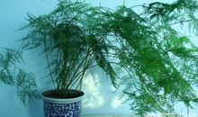 文竹摆放在书房最好，能提高人们的工作效率