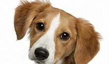 生肖狗人未来5年的运势走向