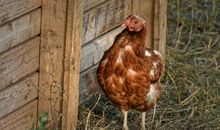 69年属鸡51岁需要注意什么