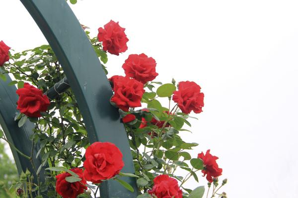 11朵红玫瑰花花语 一生一世的爱意 2