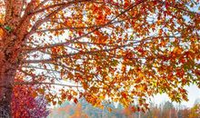 12星座2019年10月运爱情桃花运程