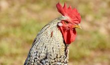 生肖鸡2019年11月份运势详解