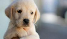 06年属狗的未来什么时候起大运