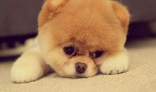 生肖狗男人的感情弱点是什么