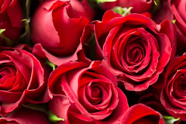 11朵红玫瑰花花语 一生一世的爱意 1