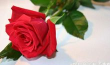 进入11月有好运进门，贵人关照，事业进步不小，一帆风顺的生肖！