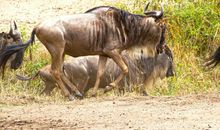 拖拉缺少责任心，上班总迟到的生肖女