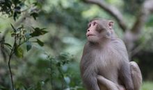 生肖猴人未来5年的运势走向