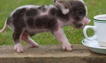 07年属猪人未来什么时候起大运