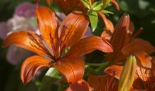 开豪车不是梦！2019下半年，3大生肖将迎来事业巅峰