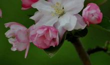 40岁后大运将起，霉运到头，财运响当当的生肖，开始了赚钱人生