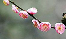 生活没烦恼，赚钱不会少的生肖，11月2号以后日子只幸福不辛苦