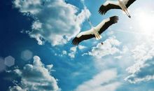 算命的说：这3生肖有上好财命，下周享大福，十有八九得富贵！