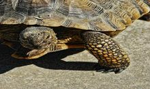 梦见乌龟生小乌龟是什么意思