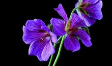 在下半年可以时来运转，拥有满满的福气的四大生肖