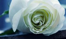 明天开始财运大涨，钞票满天飞，不愁赚不了大钱的生肖