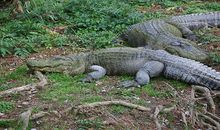 梦见短吻鳄是什么意思