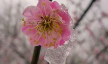 明天开始财气滚滚而来，里外皆有喜，往后日子幸福美满的生肖