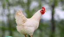 10月20日生肖鸡、猴、鼠运势强劲，工作顺利！