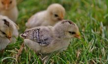 素颜不接客的生肖女