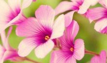 11月开始有钱花，不受穷的生肖，五福迎进门，挺起腰杆接好运