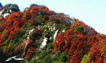 能站在婆婆立场考虑问题，跟婆婆关系很好的生肖女