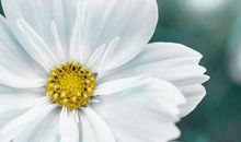 10月18日生肖运势 马、狗、猪大吉