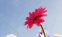 11月运势旺到发红，天天发大财的生肖，事事皆顺心，横财一直有