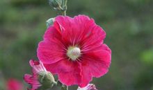 2019年交好运赚大钱，生活质量蹭蹭涨的生肖，大把财富进口袋