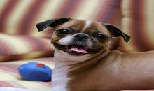 梦见被狗舔是什么意思