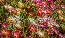 1962年的何时运气不佳(图文)