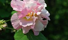 未来半月时来运转，命遇贵人，机遇多多，大财进账的四属相