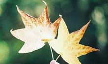 四生肖的资深选择困难症，分分钟逼死人