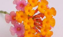 未来30天，4属相迎来一场大运，横财袭来，财官双美，事业到巅峰