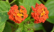 2020年风生水起的属相，运势越来越旺，生活越来越好，马到成功