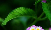 4属相在未来30天，运势旺到不行，有鱼跃龙门之势，外财数不胜数