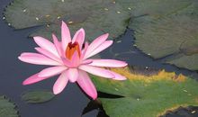 11月到月底，和钱有缘，横财不断，收入丰厚的四大生肖